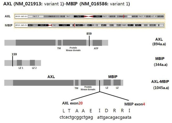 AXL 유전자와 MBIP 유전자가 결합해 만들어진 AXL-MBIP 융합유전자의 모식도