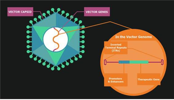 유전자 치료 벡터의 구조-유전자 치료 벡터의 DNA 패키지는 치료 유전자(therapeutic gene), 촉진제(promoter), 캡시드 침투 기능을 강화하는 물질 등으로 구성되어 있다.