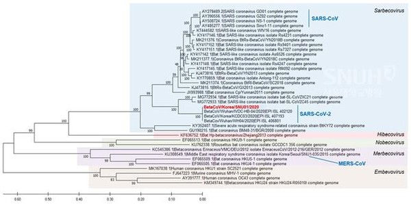 신종 코로나바이러스 한국 분리주 유전자 계통. 연구진은 이번 연구결과 분리된 바이러스를 ’BetaCoV/Korea/SNU01/2020’(그림 내 빨간색)으로 명명했다. (서울대병원 감염내과 제공)