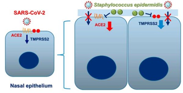 모식도, 코 공생미생물 표피포도상구균(Staphylococcus epidermidis)의 SARS-CoV-2 진입 인자 억제 과정