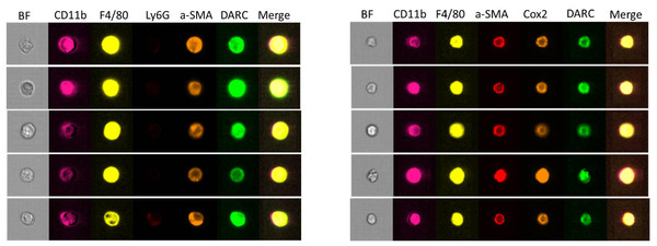 αSMA+COX2+DARC(ACKR1)+ 단핵구/대식세포를 단일세포 수준에서 확인함 (FACS single cell images by ImageStream)