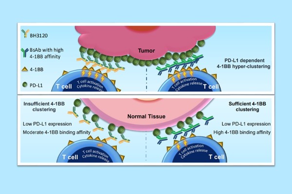 북경한미약품이 미국암연구학회(AACR 2023)에서 발표한 BH3120의 작용 기전. 종양(Tumor)에서는 'BH3120(왼쪽 Y자 물질)'과 '4-1BB 결합력이 높은 이중항체(오른쪽 Y자 물질)' 모두 강력한 항암효과를 유도하지만, 일반 조직(Nomal Tissue)에서는 BH3120이 4-1BB 결합력이 높은 이중항체와 달리 불필요한 면역활성화를 최소화해 보다 안전성을 지닌다